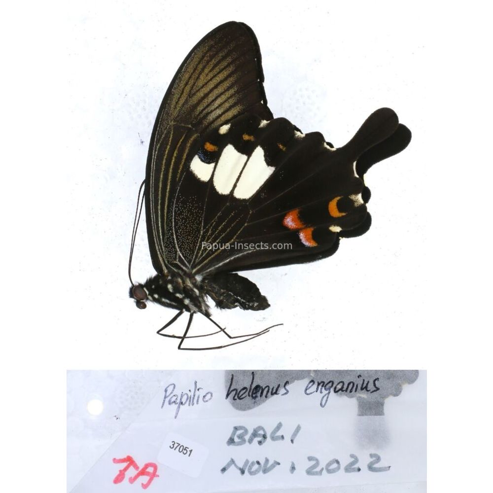 Papilio Pachliopta sp. Papilionidae from different islads of Indonesia MIX2