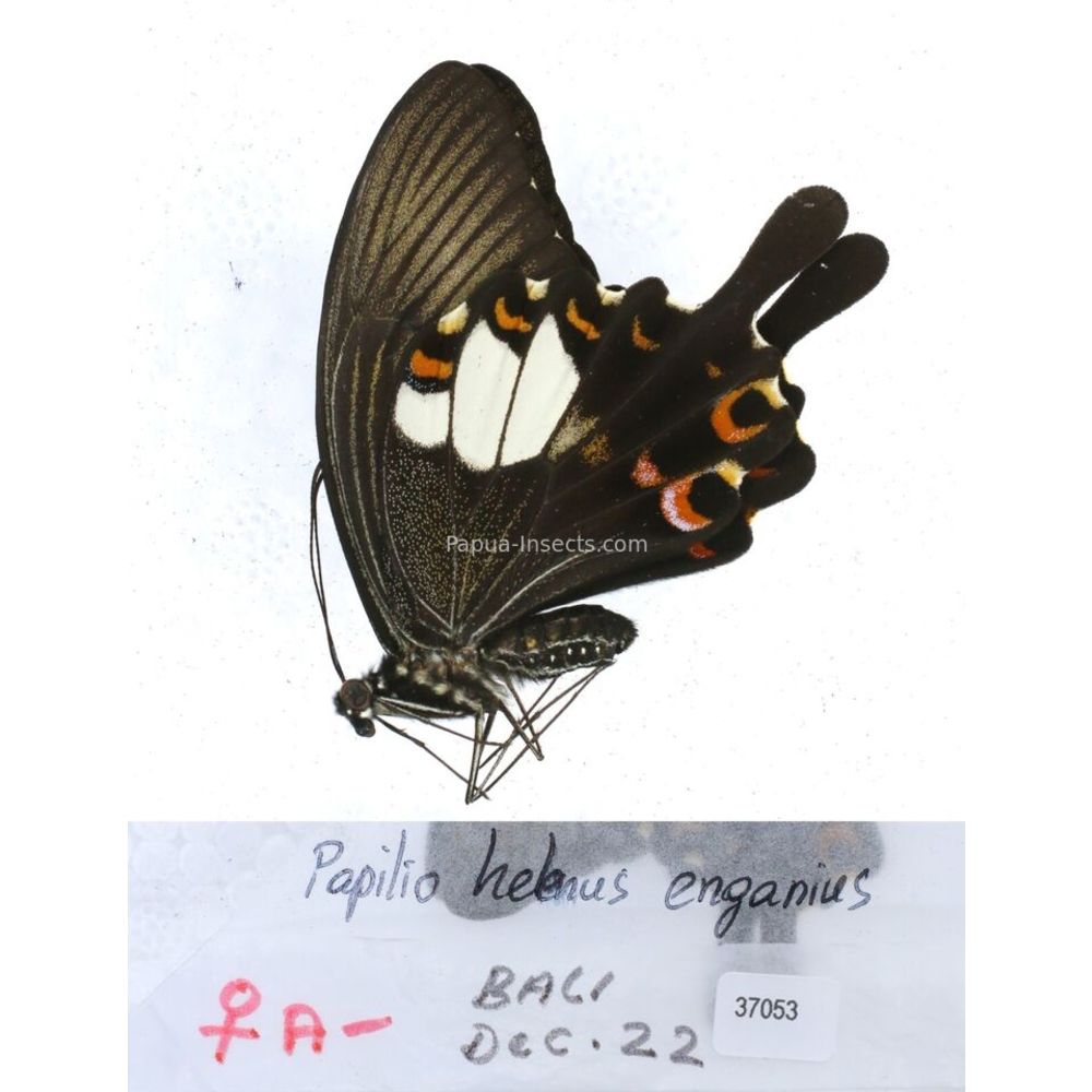 Papilio Pachliopta sp. Papilionidae from different islads of Indonesia MIX2