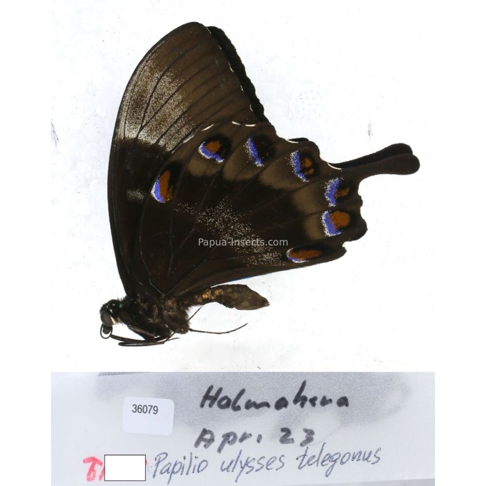 Papilio Pachliopta sp. Papilionidae from different islads of Indonesia MIX2