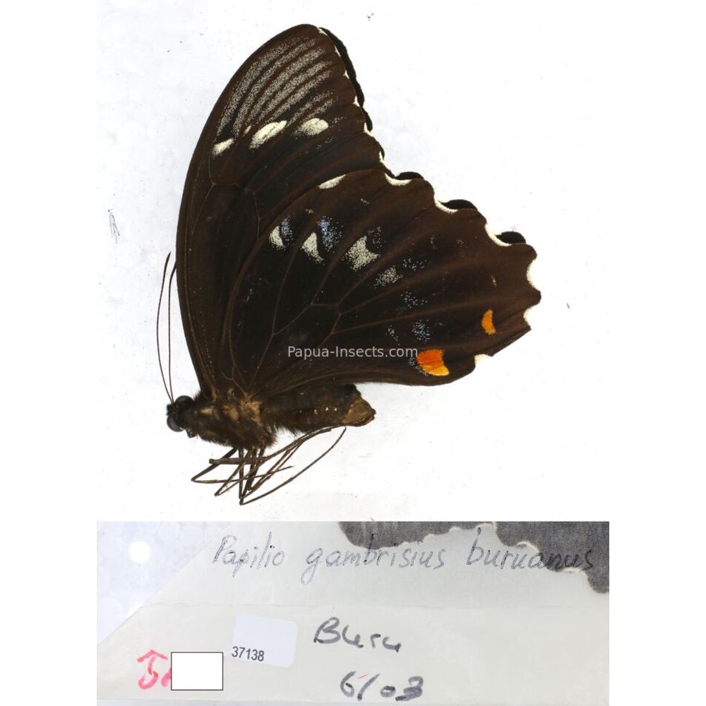 Papilio Pachliopta sp. Papilionidae from different islads of Indonesia MIX2