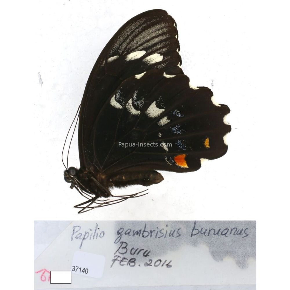 Papilio Pachliopta sp. Papilionidae from different islads of Indonesia MIX2