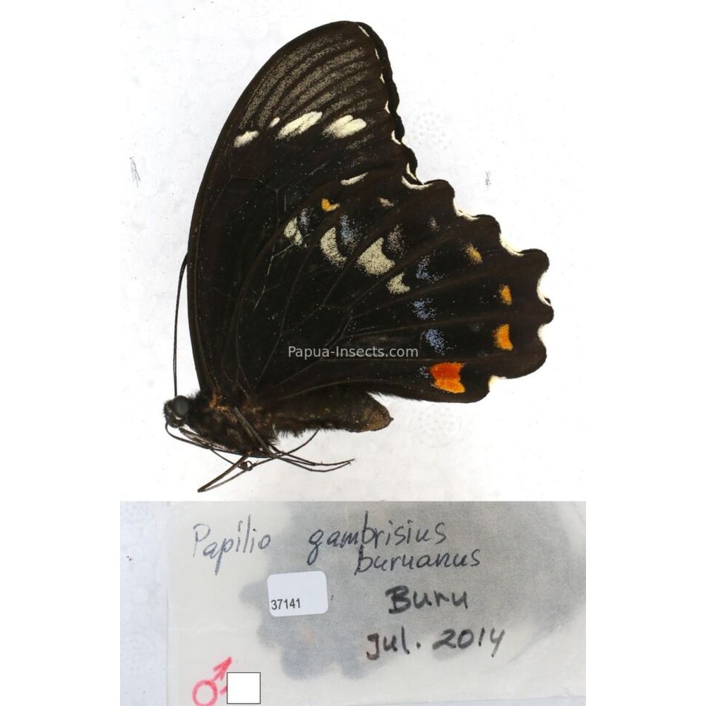 Papilio Pachliopta sp. Papilionidae from different islads of Indonesia MIX2