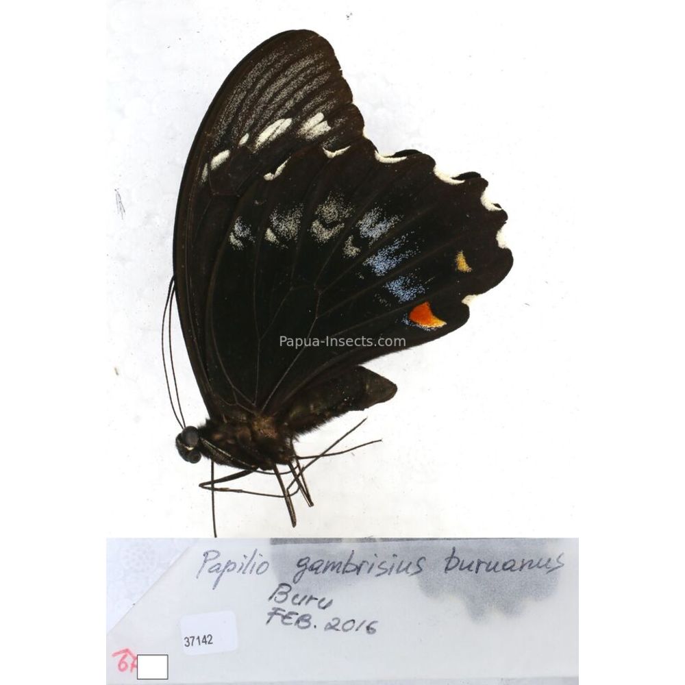 Papilio Pachliopta sp. Papilionidae from different islads of Indonesia MIX2