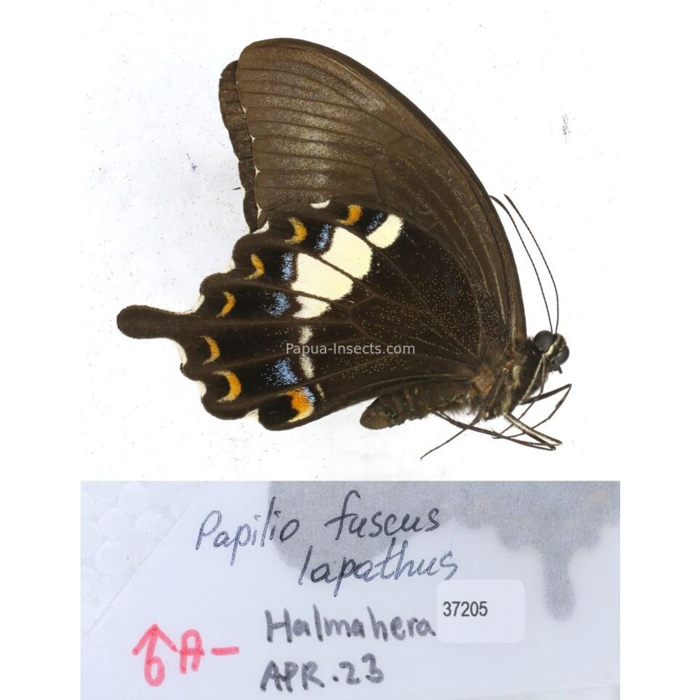 Papilio Pachliopta sp. Papilionidae from different islads of Indonesia MIX2