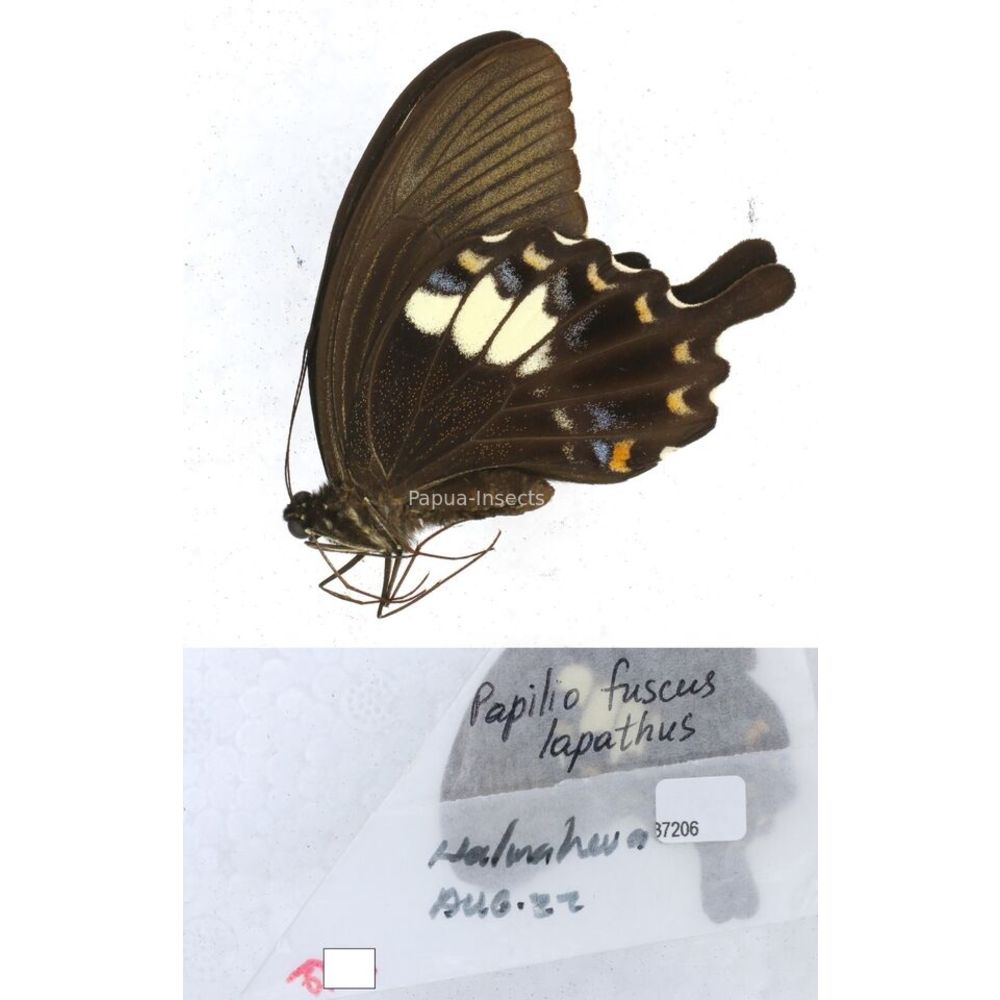 Papilio Pachliopta sp. Papilionidae from different islads of Indonesia MIX2