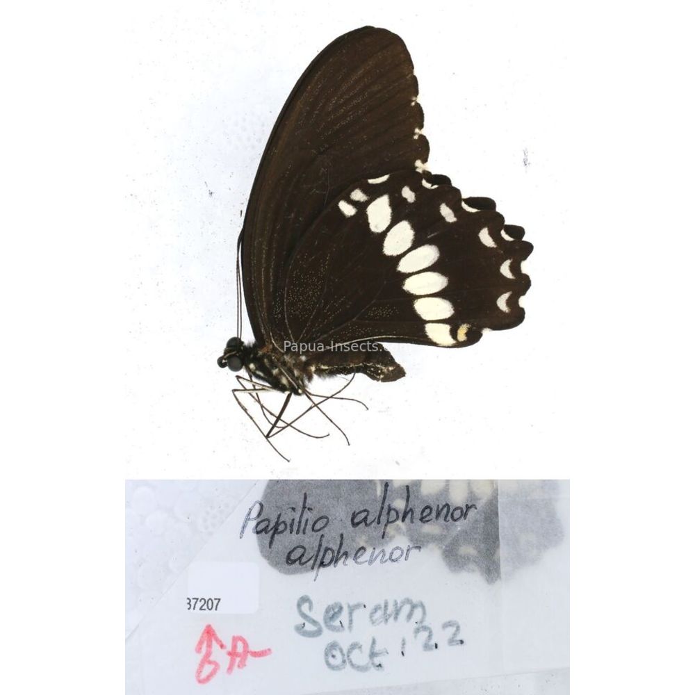 Papilio Pachliopta sp. Papilionidae from different islads of Indonesia MIX2