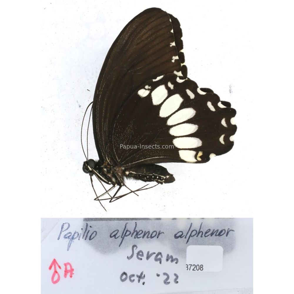 Papilio Pachliopta sp. Papilionidae from different islads of Indonesia MIX2