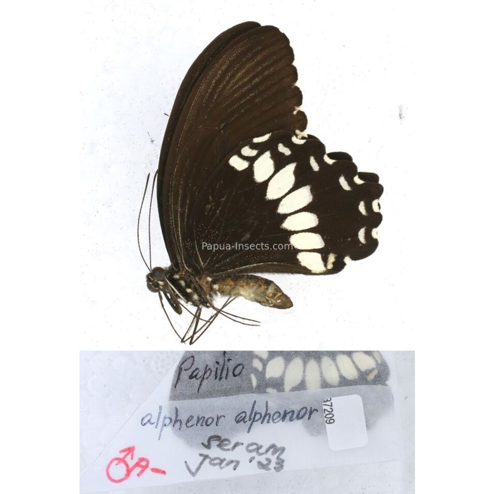 Papilio Pachliopta sp. Papilionidae from different islads of Indonesia MIX2