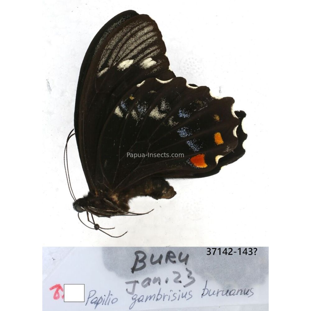 Papilio Pachliopta sp. Papilionidae from different islads of Indonesia MIX2