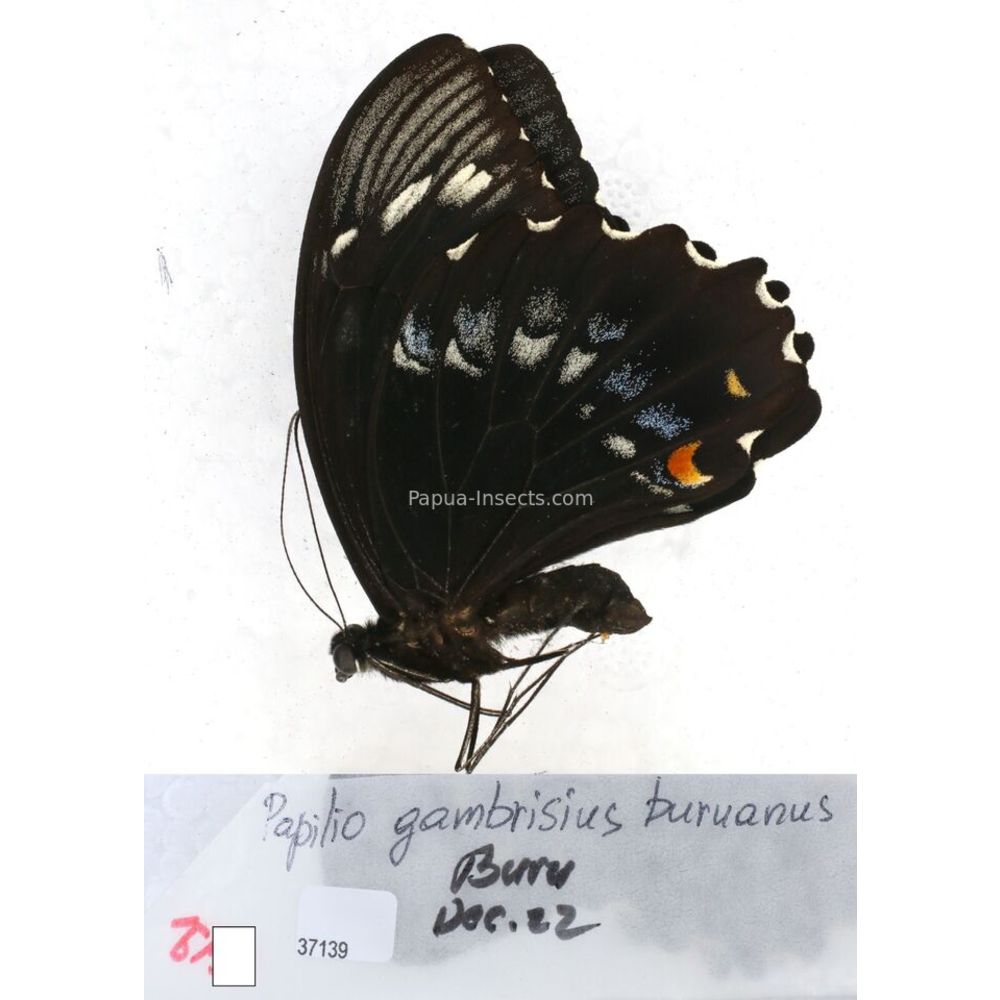 Papilio Pachliopta sp. Papilionidae from different islads of Indonesia MIX2