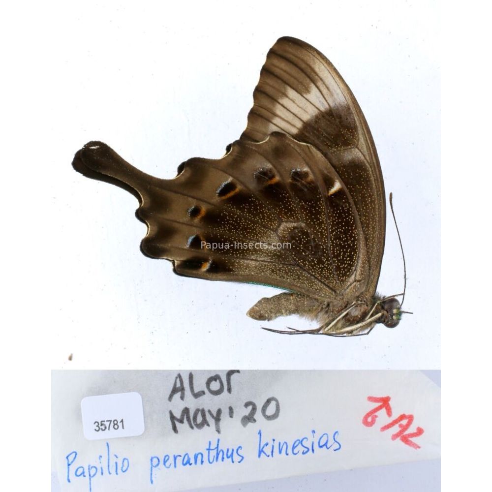 Papilio Pachliopta sp. Papilionidae from different islads of Indonesia MIX2