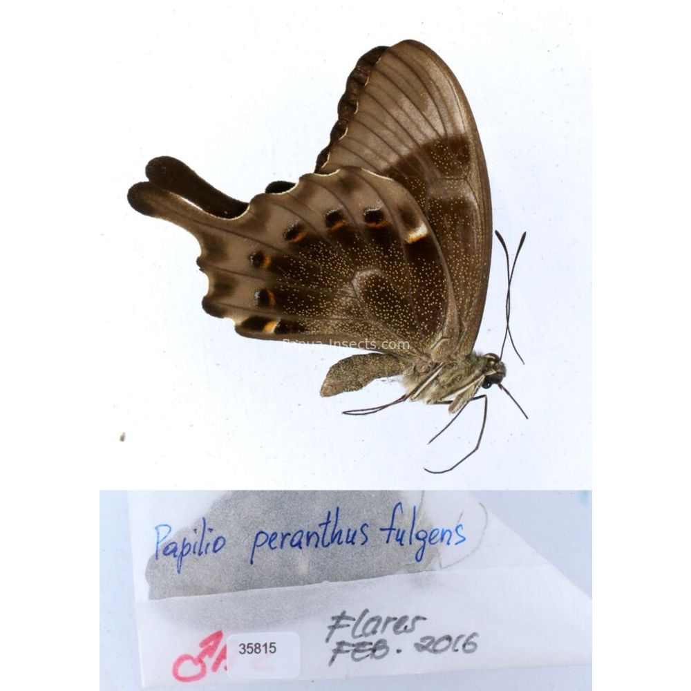 Papilio Pachliopta sp. Papilionidae from different islads of Indonesia MIX2