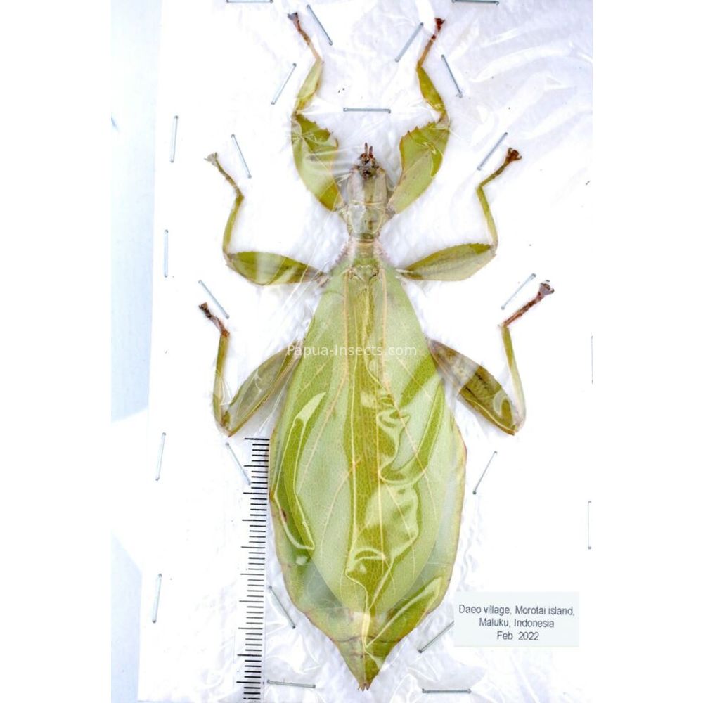 Phyllium sp. - Phasmatodea from different islads of Indonesia MIX