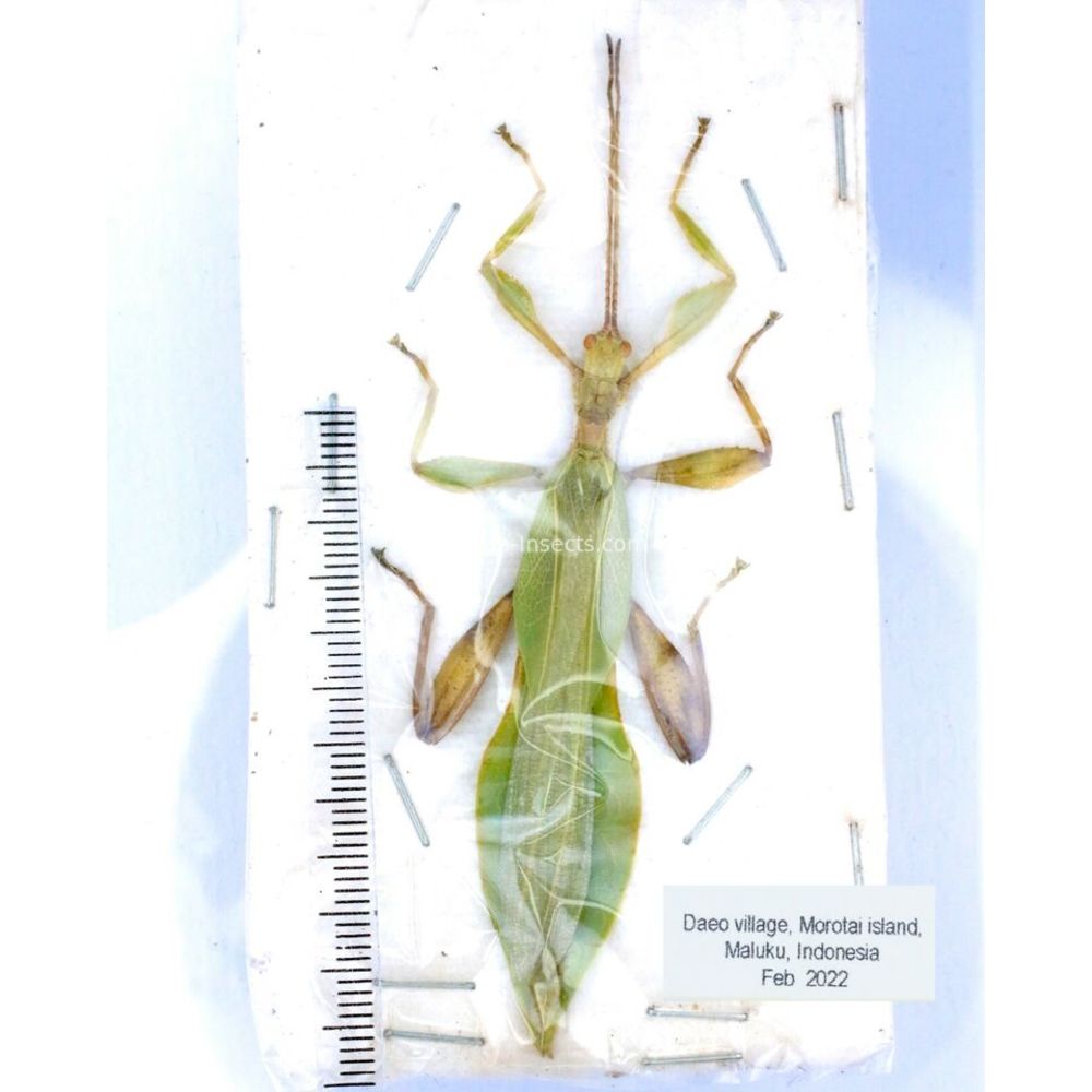 Phyllium sp. - Phasmatodea from different islads of Indonesia MIX