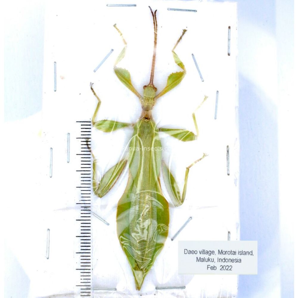 Phyllium sp. - Phasmatodea from different islads of Indonesia MIX