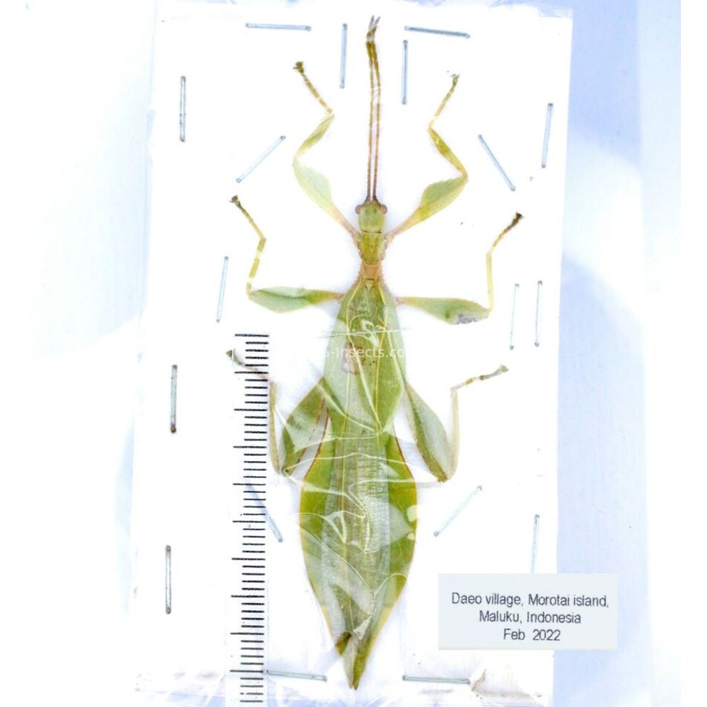 Phyllium sp. - Phasmatodea from different islads of Indonesia MIX