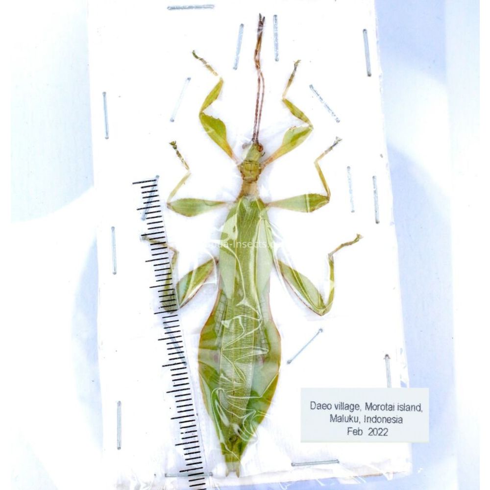 Phyllium sp. - Phasmatodea from different islads of Indonesia MIX