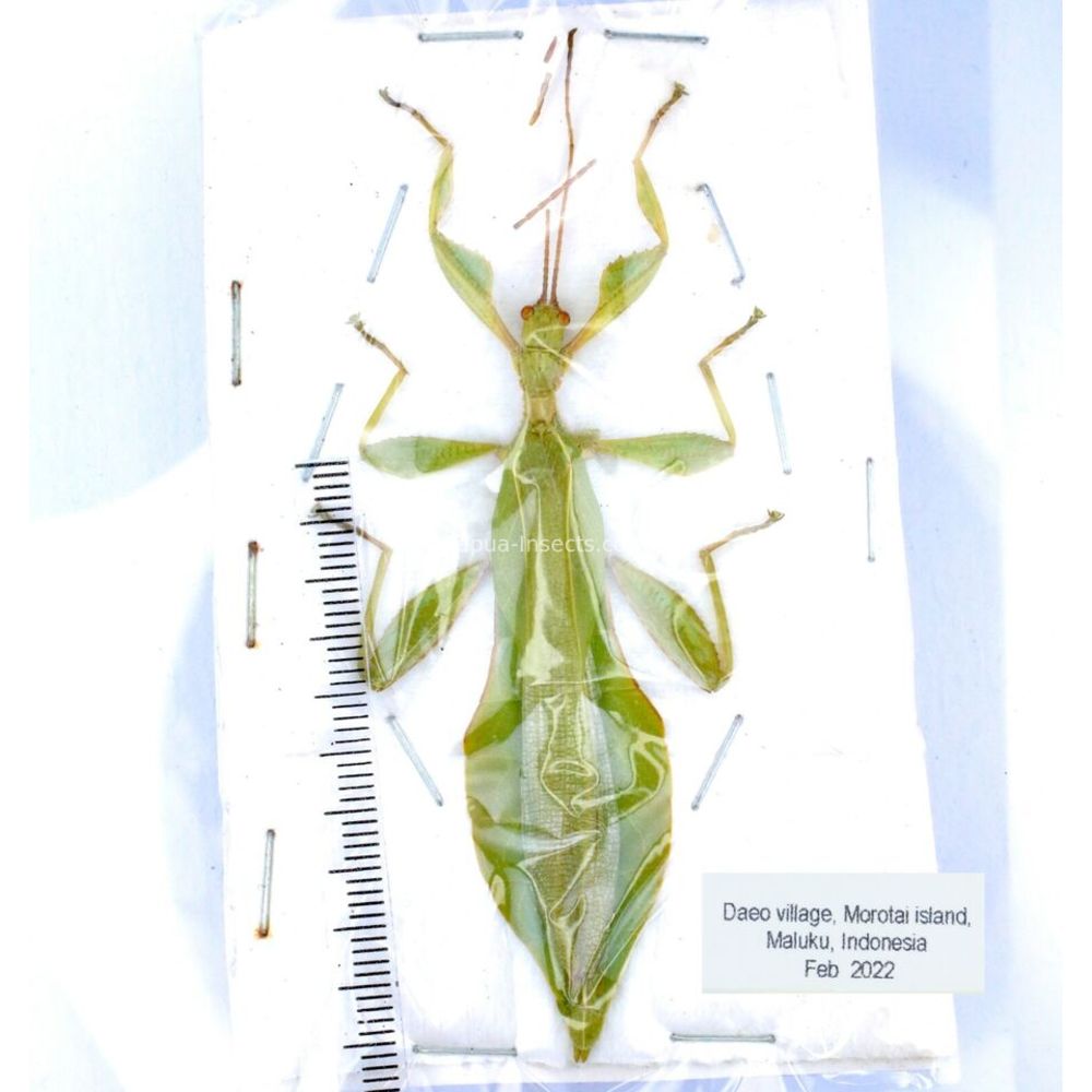 Phyllium sp. - Phasmatodea from different islads of Indonesia MIX