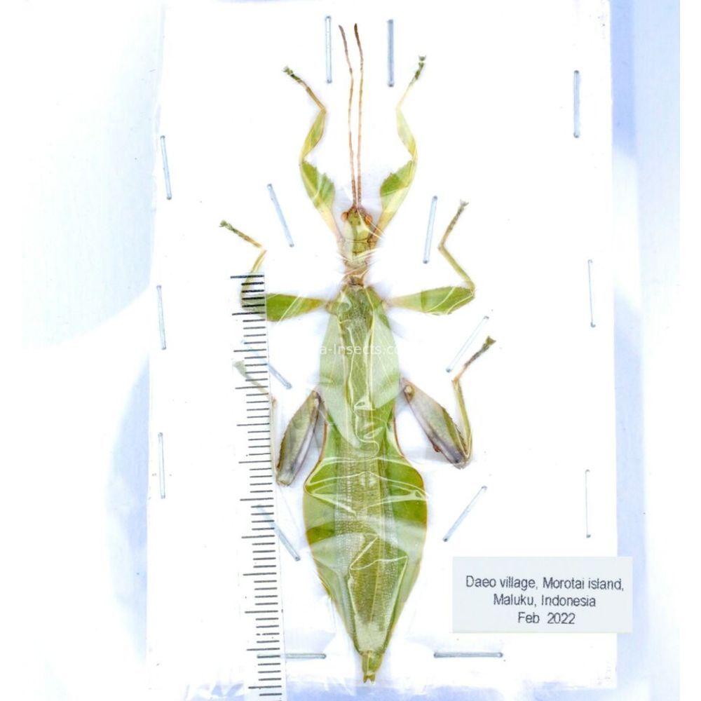 Phyllium sp. - Phasmatodea from different islads of Indonesia MIX