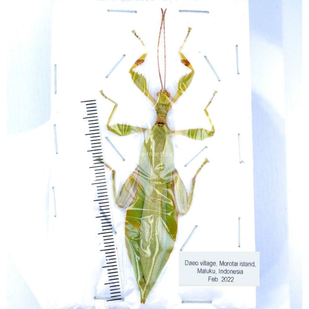 Phyllium sp. - Phasmatodea from different islads of Indonesia MIX