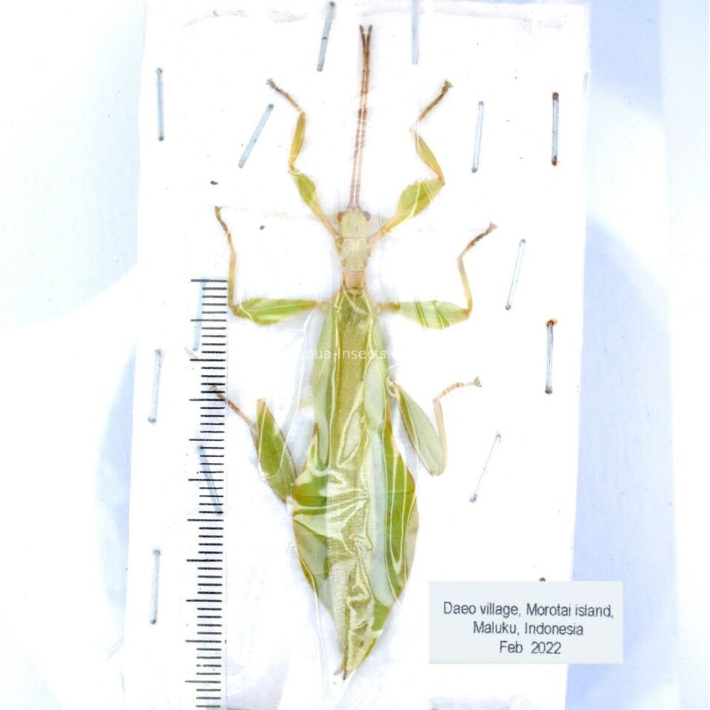 Phyllium sp. - Phasmatodea from different islads of Indonesia MIX