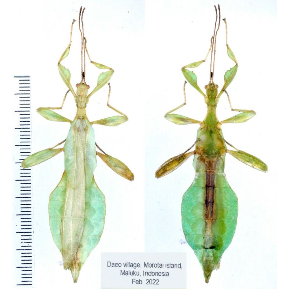 Phyllium sp. - Phasmatodea from different islads of Indonesia MIX