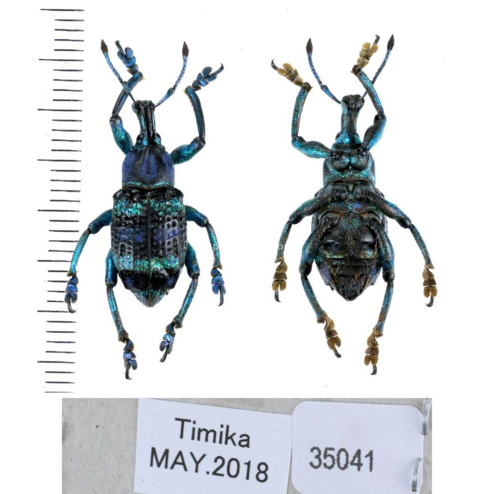 Eupholus mimikanus from Timika province, West Papua, Indonesia MIX