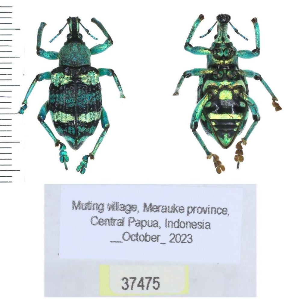 Eupholus mimikanus from Timika province, West Papua, Indonesia MIX