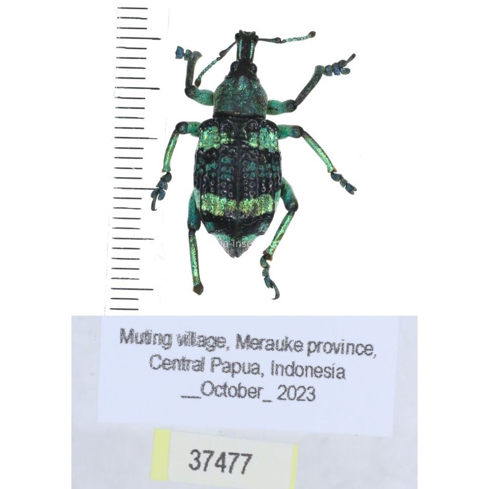 Eupholus mimikanus from Timika province, West Papua, Indonesia MIX