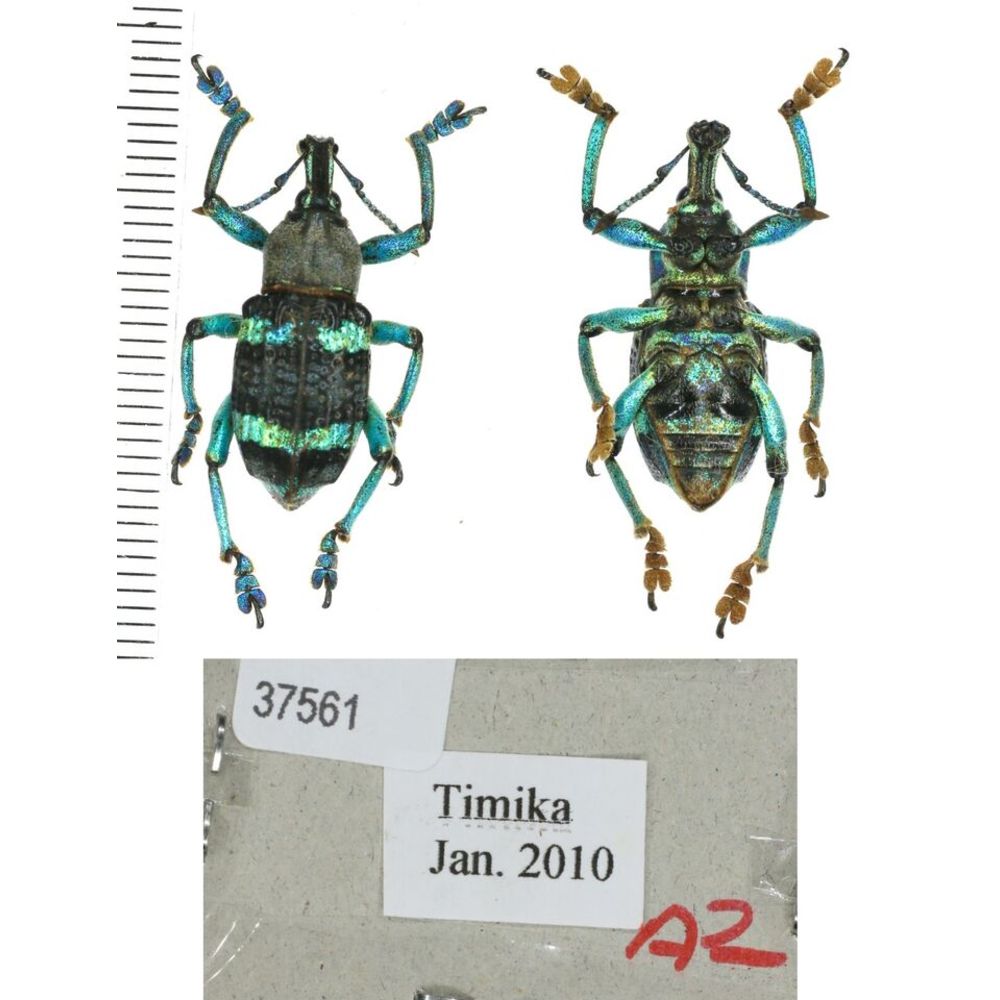 Eupholus mimikanus from Timika province, West Papua, Indonesia MIX