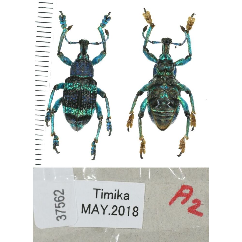 Eupholus mimikanus from Timika province, West Papua, Indonesia MIX