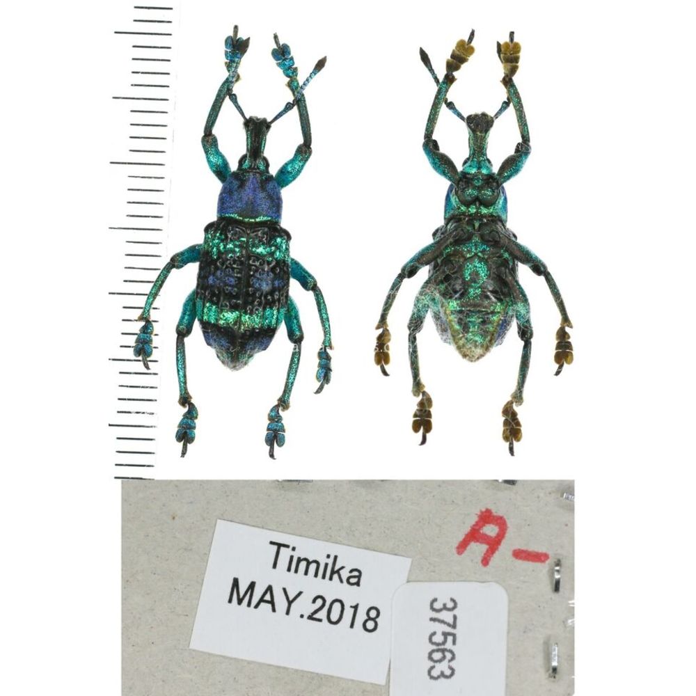 Eupholus mimikanus from Timika province, West Papua, Indonesia MIX