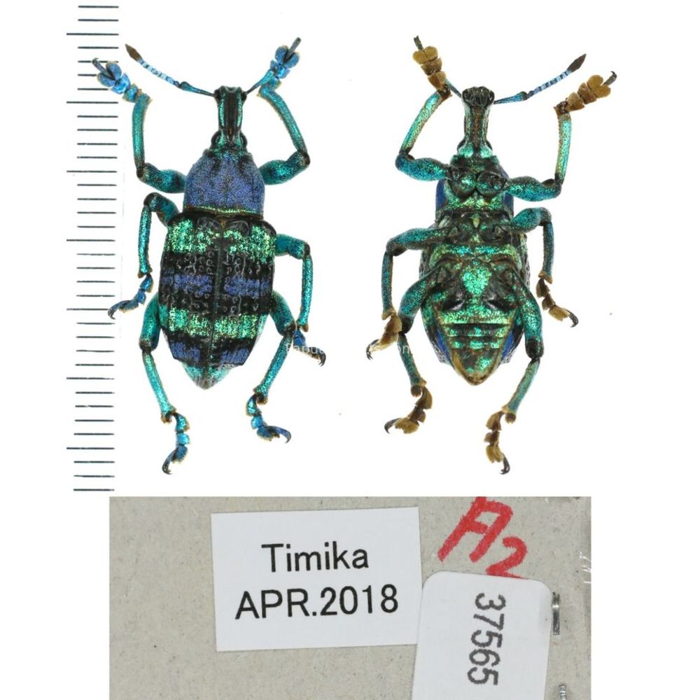 Eupholus mimikanus from Timika province, West Papua, Indonesia MIX