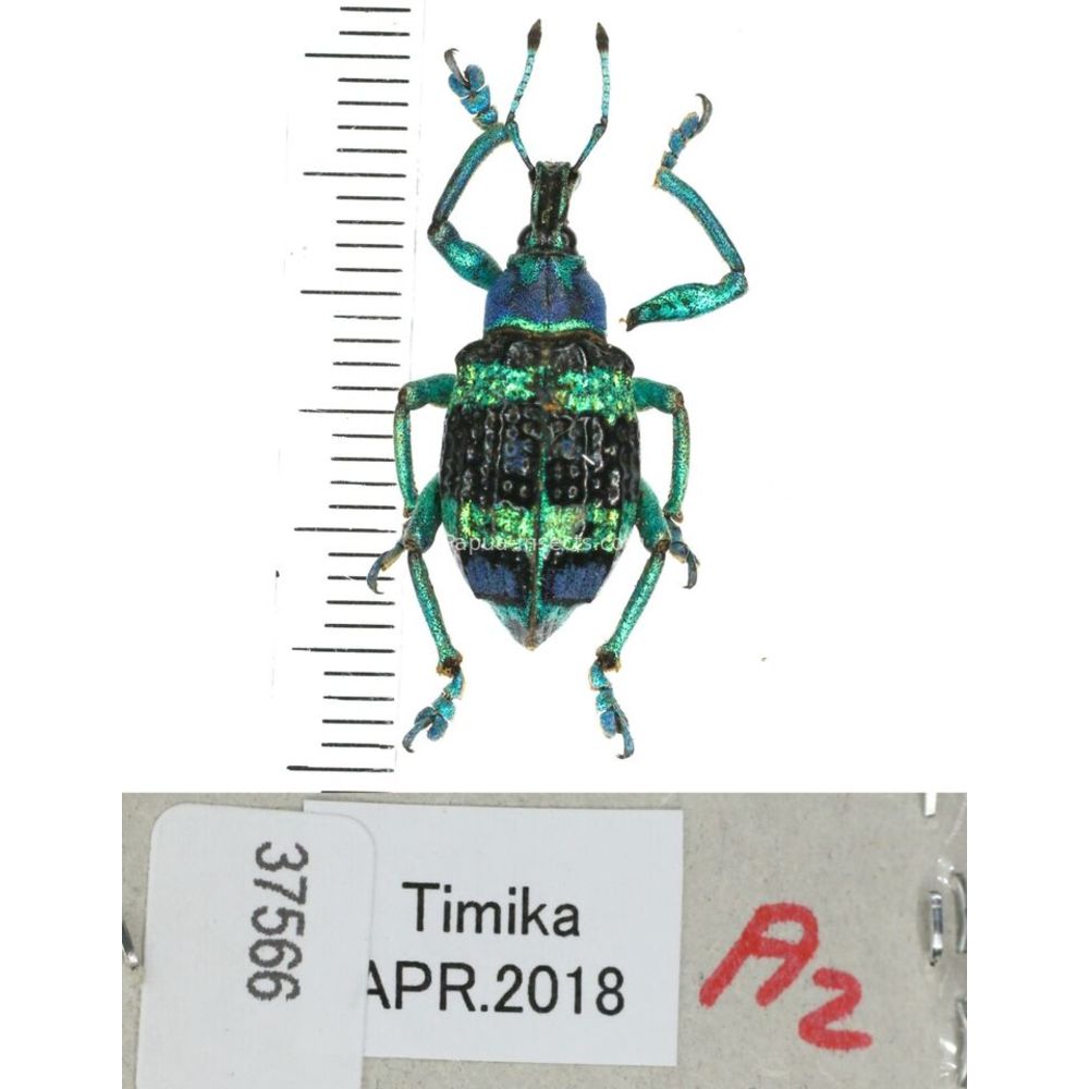 Eupholus mimikanus from Timika province, West Papua, Indonesia MIX