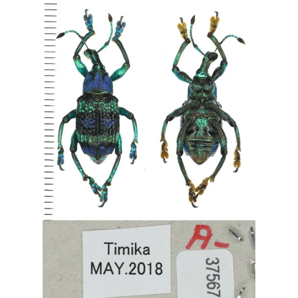 Eupholus mimikanus from Timika province, West Papua, Indonesia MIX