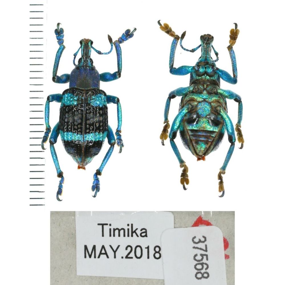 Eupholus mimikanus from Timika province, West Papua, Indonesia MIX