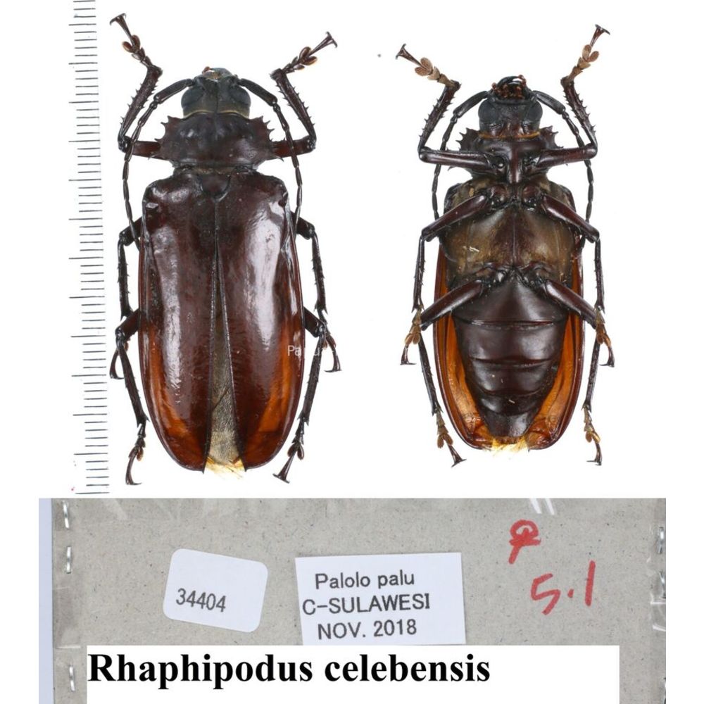 Rhaphipodus sp. - Prioninae from different islands of Indonesia MIX