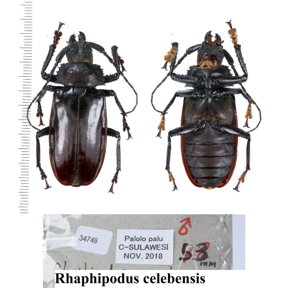 Rhaphipodus sp. - Prioninae from different islands of Indonesia MIX