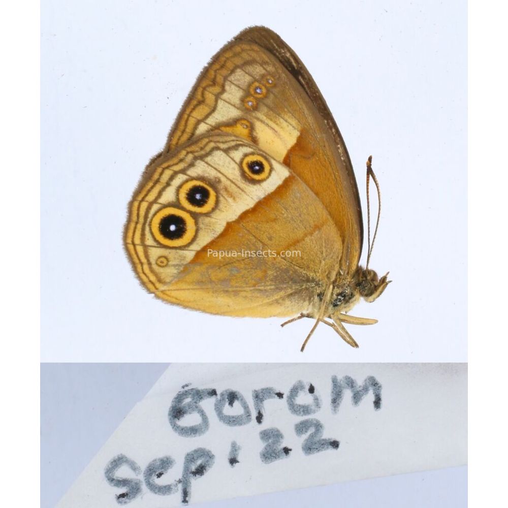 Different sp. of Satyrini - Satyridae from different islads of Indonesia MIX