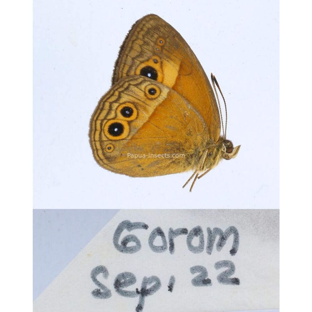 Different sp. of Satyrini - Satyridae from different islads of Indonesia MIX