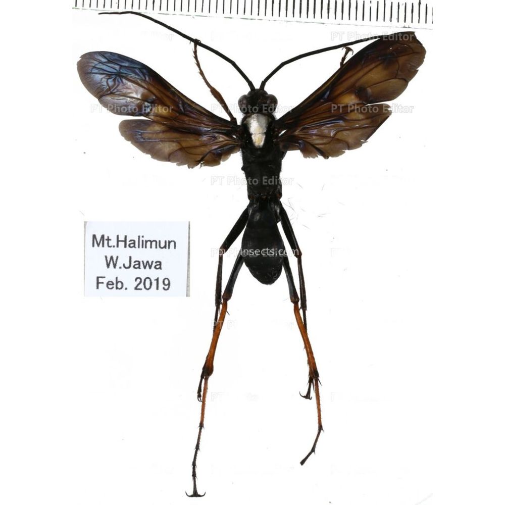 Hymenoptera different species from different island of Indonesia and Papua MIX