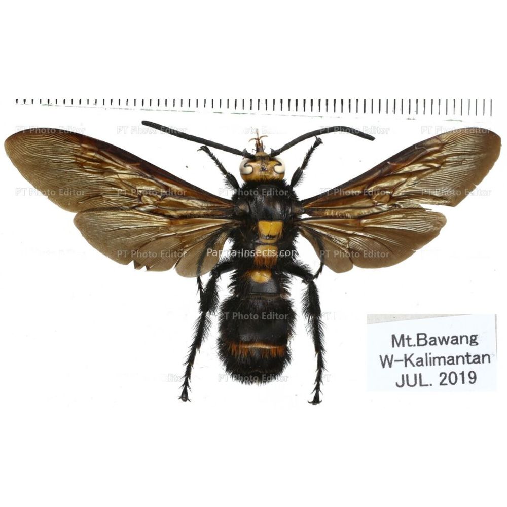 Hymenoptera different species from different island of Indonesia and Papua MIX