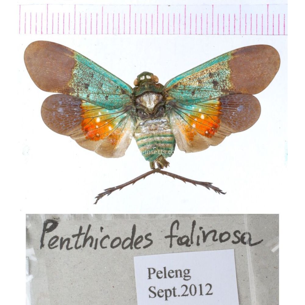 Fulgoridae Fulgorinae Pyrops Penthicodes from different islands of Indonesia