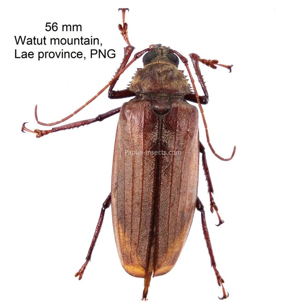Xixuthrus stumpei - Prioninae from Lae province, Papua New Guinea, PNG