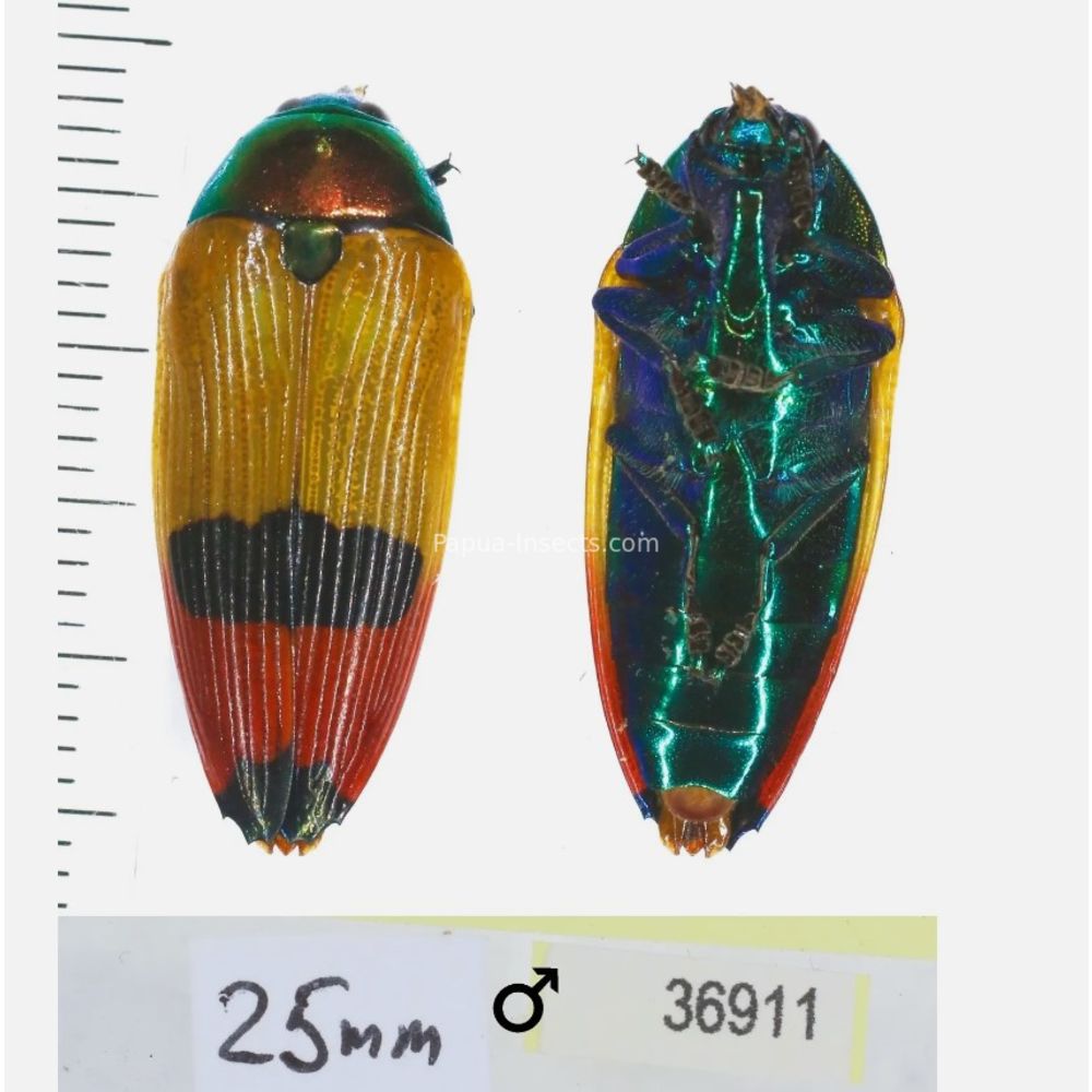 Metaxymorpha nigrofasciata - Buprestidae from Wamena, West Papua, Indonesia MIX