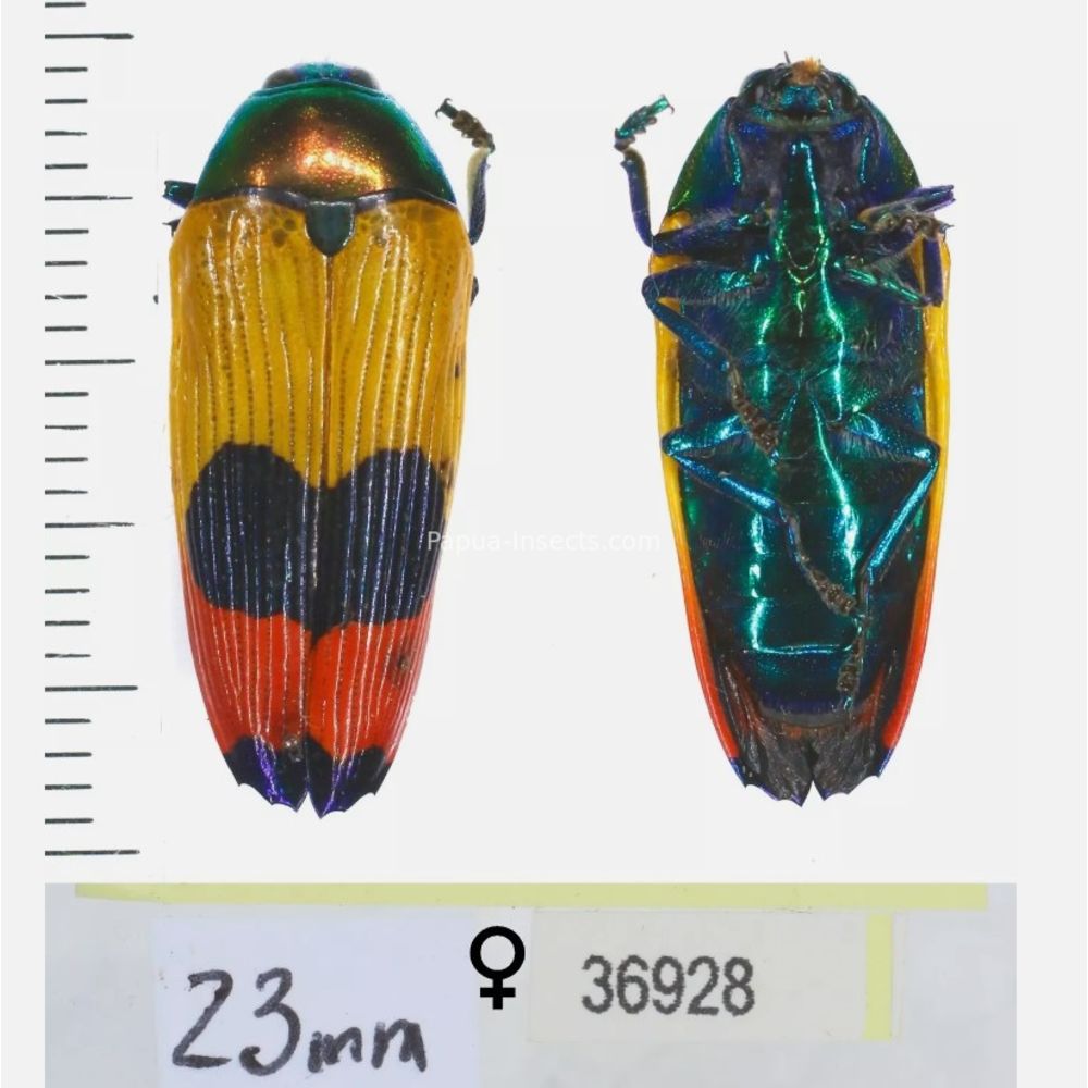 Metaxymorpha nigrofasciata - Buprestidae from Wamena, West Papua, Indonesia MIX