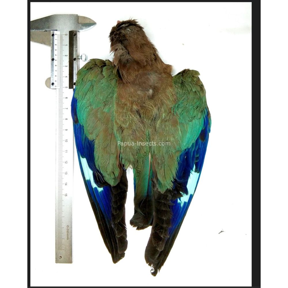 Dollarbird - Eurystomus orientalis - dryed skin for taxidermy from West Papua Indonesia