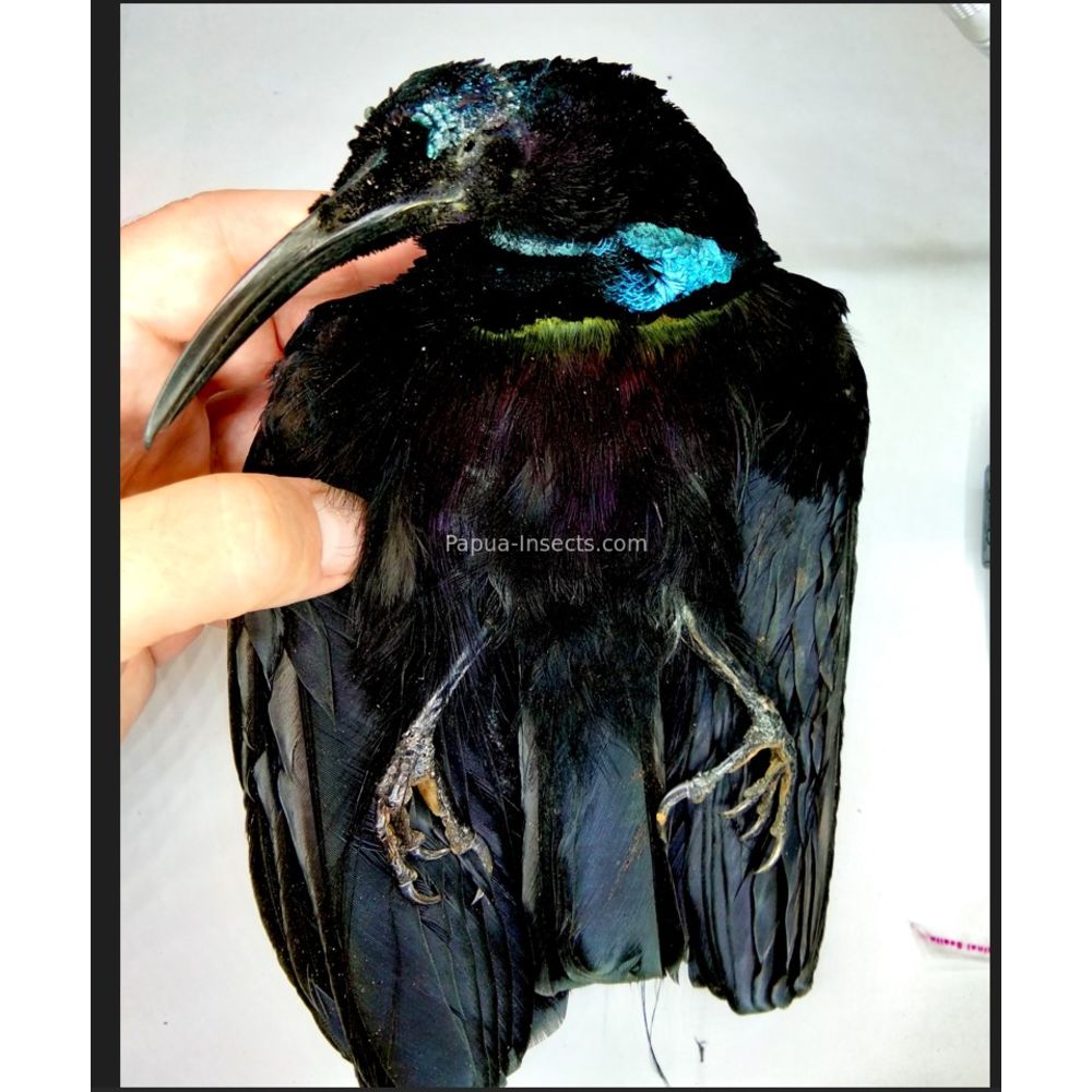 Ptiloris magnificus - Magnificent Riflebird - salted skin from West Papua, Indonesia VERY RARE