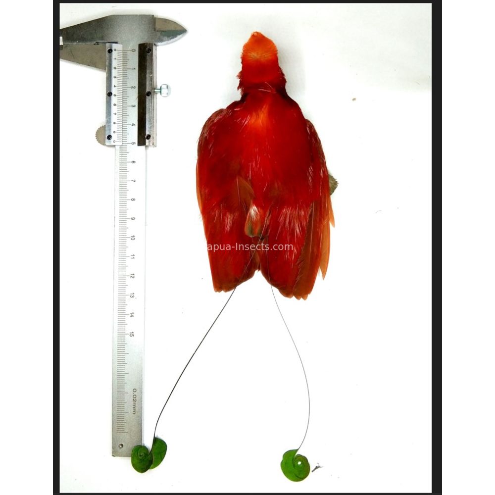 Cicinnurus regius male dryed skin for taxidermy from Merauke province, West Papua, Indonesia