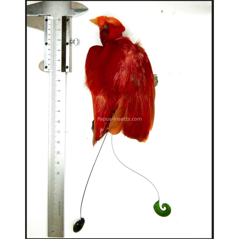 Cicinnurus regius male dryed skin for taxidermy from Merauke province, West Papua, Indonesia